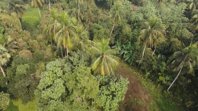 Ariel view shot of jungle or forest.