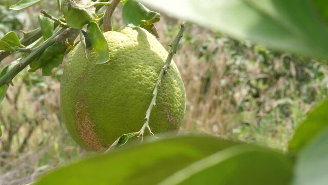 View Of Hanging Green Pomelo At Farm In Sindh