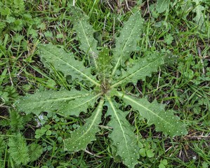 closeup of bristly oxtongue, helminthotheca echioides, sprawling annual, biennial herb