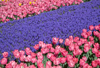Pink tulip flowers with purple hyacinth flowers

