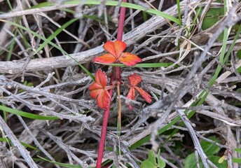 red beach strawberry plant leaves