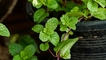 Fresh mint tree in the organic garden Peppermint And is a medicinal plant