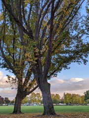 Obraz premium tree in the Osage Park, California