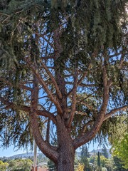 tree in the Osage Park, California