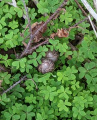 snails on the grass, garden snails