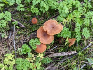 Half Moon Bay Trail Brdige