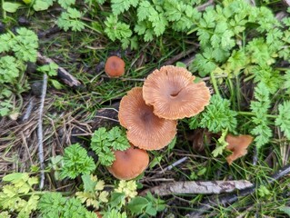 Half Moon Bay Trail Brdige