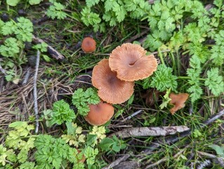 Half Moon Bay Trail Brdige