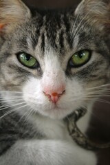 Fototapeta na wymiar Retrato de gata, mascota