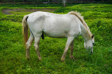 Obraz na płótnie Canvas White horse eating grass on green fields