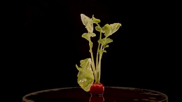 Ein Radieschen dreht sich