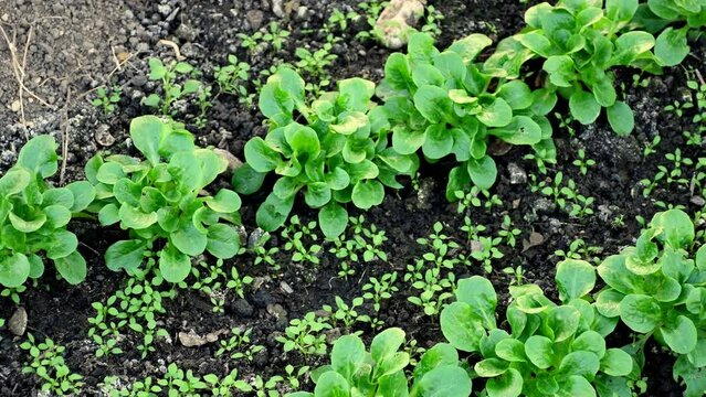 common cornsalad in a greenhouse in winter in Germany