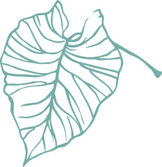 Leaf. Illustration