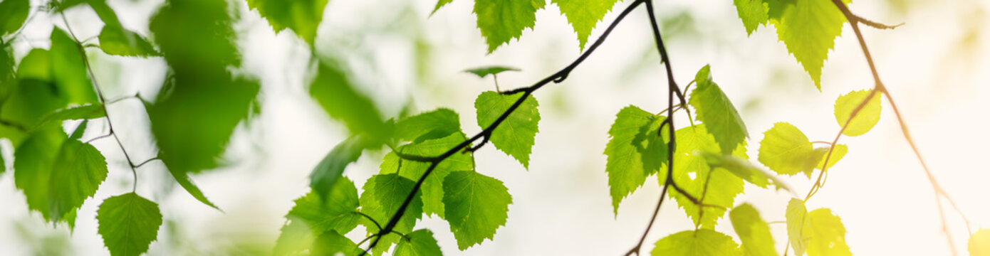 Close-up panoramic view of the birch's branch with young leaves.