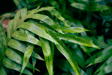 Leaf Texture