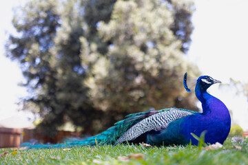Peacock on the Lawn