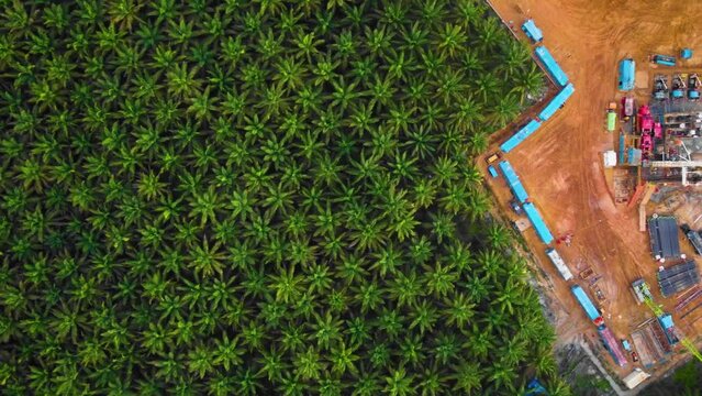 Cinematic 4K Drone Footage of Onshore Drilling Rig equipment structure for oil exploration and exploitation in the middle of jungle surrounded by palm oil trees during sunset and high oil price.