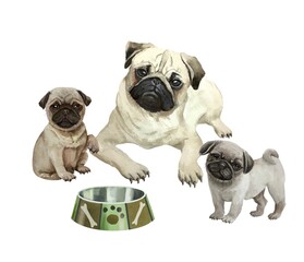 Obraz premium french bulldog puppy and dog