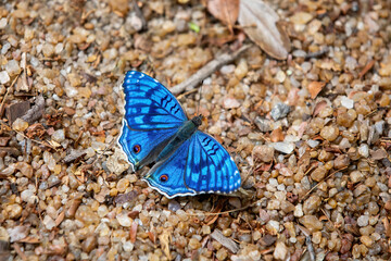 Junonia rhadama, the brilliant blue, Endemic butterfly in the family Nymphalidae. Zombitse-Vohibasia National Park, Madagascar wildlife