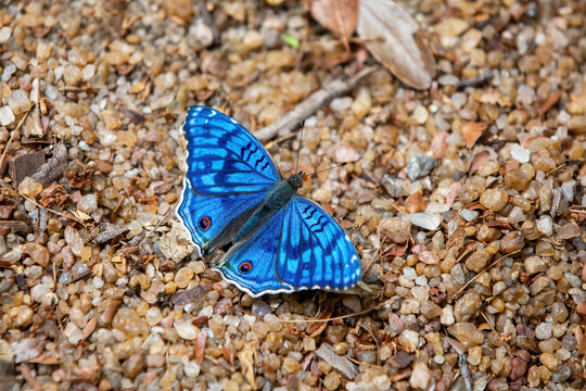 Junonia rhadama, the brilliant blue, Endemic butterfly in the family Nymphalidae. Zombitse-Vohibasia National Park, Madagascar wildlife