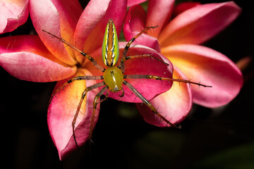 Malagasy Green Lynx Spider, (Peucetia Madagascariensi) Genus of lynx spiders. Isalo National Park , Madagascar wildlife animal © ArtushFoto