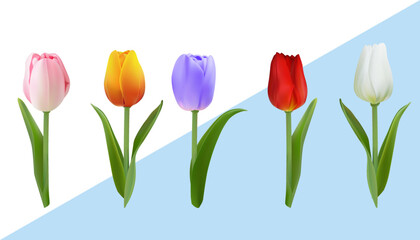 A group of tulips of different colors and poses
