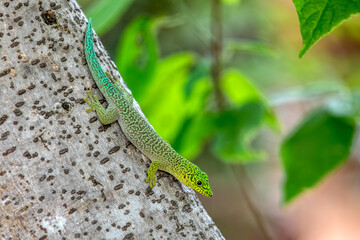 Standing's day gecko (Phelsuma standingi) is an arboreal and diurnal species of lizard in the family Gekkonidae endemic to Madagascar, Zombitse-Vohibasia National Park, Madagascar wildlife animal