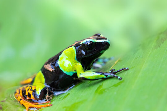 Mantella baroni (known as Baron's mantella, the variegated golden frog, or the Madagascar poison frog. Poisonous endemic frog in the family Mantellidae. Reserve Peyrieras Madagascar wildlife animal