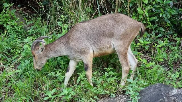 Beautiful Nilgiri Tahr (Nilgiritragus hylocrius) in Valparai Mountains,Tamil Nadu, India.
