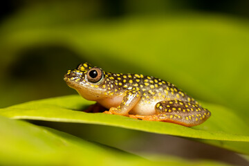 Starry Night Reed Frog, (Heterixalus alboguttatus) species of endemic frogs in the family Hyperoliidae endemic to Madagascar. Ranomafana, Madagascar wildlife animal.