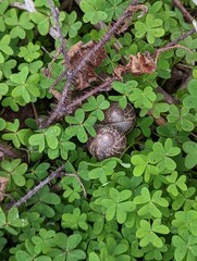 snails on the grass, garden snails