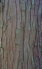 bark of a tree