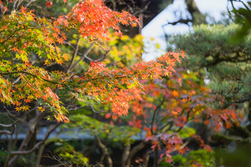 秋のモミジ