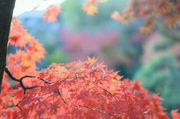 秋のモミジ