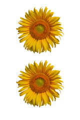 Flower of sunflower isolated on transparent background. 