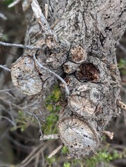 eastern black walnut tree trunk