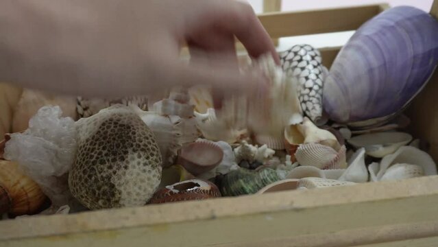 Person Picking Shells In Wooden Box