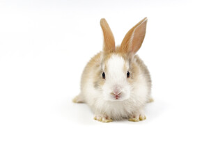 portrait young fluffy rabbit, white brown adorable bunny sitting on white background