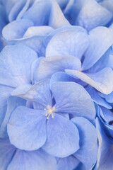 Blue hydrangea flowers, close-up, beautiful delicate floral background