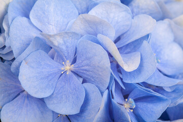 Blue hydrangea flowers, close-up, beautiful delicate floral background