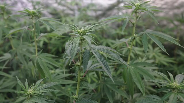 Close-up cannabis indica foliage and bud on the blooming stage in greenhouse plantation 