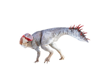 Protoceratops  , dinosaur on  isolated background