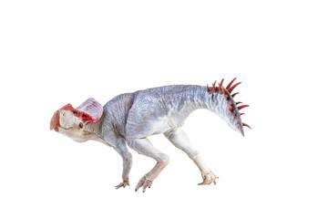 Protoceratops  , dinosaur on  isolated background