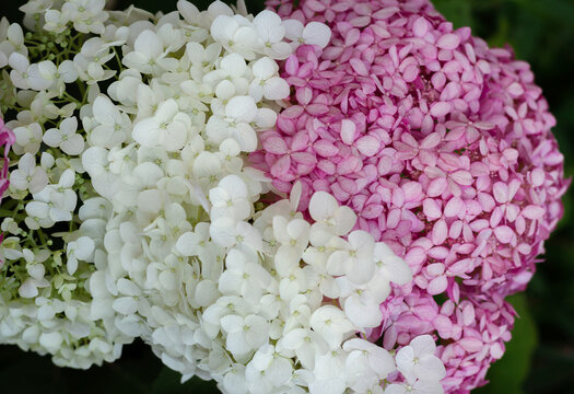 A combination in the garden design of a bouquet of hydrangea Incredible ball and Pink annabel. High quality photo