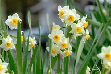 white narcissus in full blooming