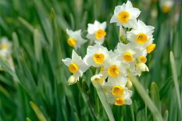 white narcissus in full blooming