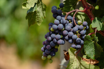 viñas Terramoll, La Mola, Formentera, balearic islands, Spain