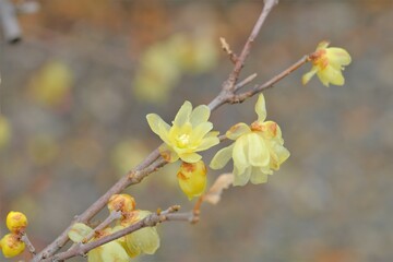 Winter sweet , Japanese allspice in full blooming
