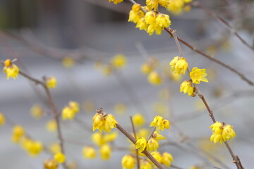 Winter sweet , Japanese allspice in full blooming