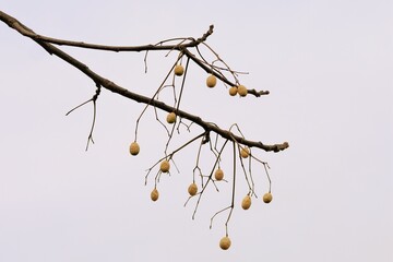 fruits of chinaberry in winter